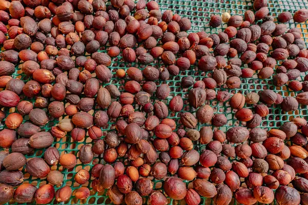 Büyük bir kahve fındığı yığını yeşil bir ağ üzerine yayılır. Fındıklar kahverengi ve kurumuş görünüyor.