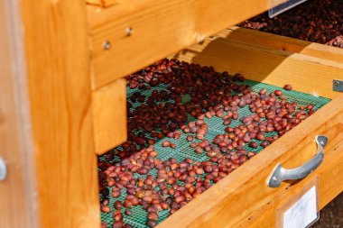 A wooden box with green sieves. coffee beans are dry. they slowly getting dehydrated clipart