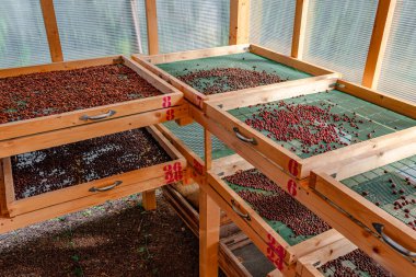 Kahve tarlasında elek üzerinde kiraz taneleri ölüyor..