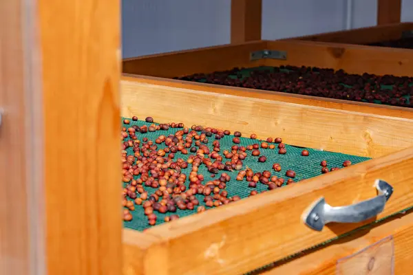 Yeşil süzgeçli ahşap bir kutu. Kahve çekirdekleri kuru. Yavaş yavaş susuzlaşıyorlar.