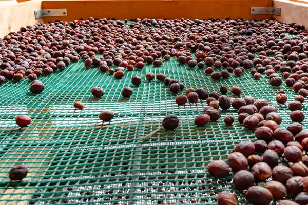 Kahve tarlasında elek üzerinde kiraz taneleri ölüyor..