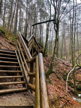 Ormanda, sonbahar yaprakları ve yosunlarla çevrili ahşap merdivenler.