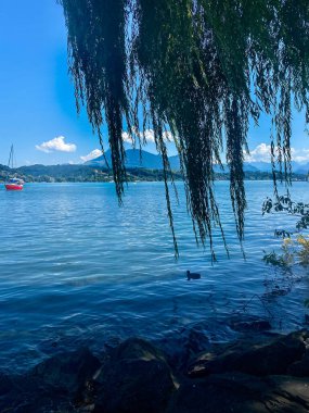 Lucerne 'deki Serene Lakeside Manzarası: Sudaki Kırmızı Tekne ve Ağlayan Söğüt Altındaki Ördek