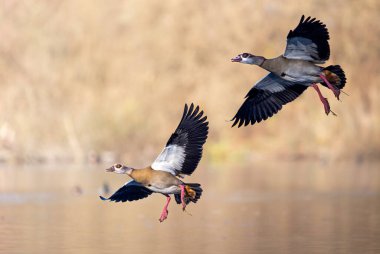 Two Egyptian geese in the air while landing on a lake with sunny background clipart