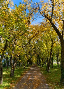 Sonsuz altın sonbahar ormanına giden küçük bir kırsal yol manzarası.