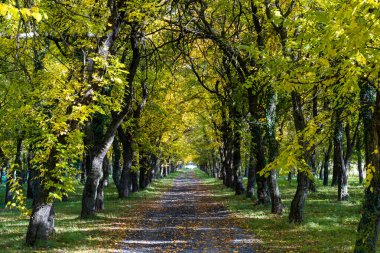 Uçsuz bucaksız yeşil ormana giden küçük bir köy yolu.