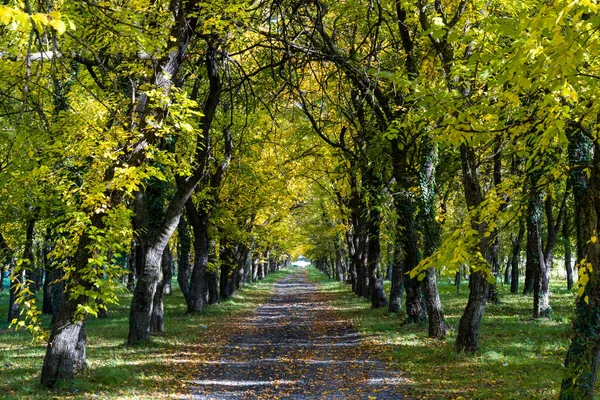 Uçsuz bucaksız yeşil ormana giden küçük bir köy yolu.