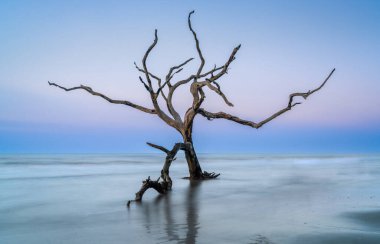 Güney Carolina 'da Boğa Adası' ndaki Boneyard Sahili 'nde gün doğumunda meditasyon yapan deniz manzarası.