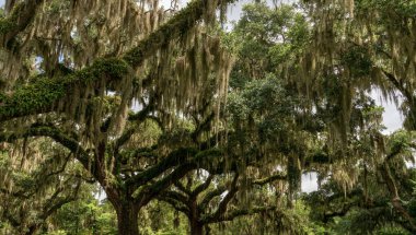 Dallarında koyu yeşil yaz renklerinde İspanyol yosunu olan canlı meşe ağaçlarının manzarası.