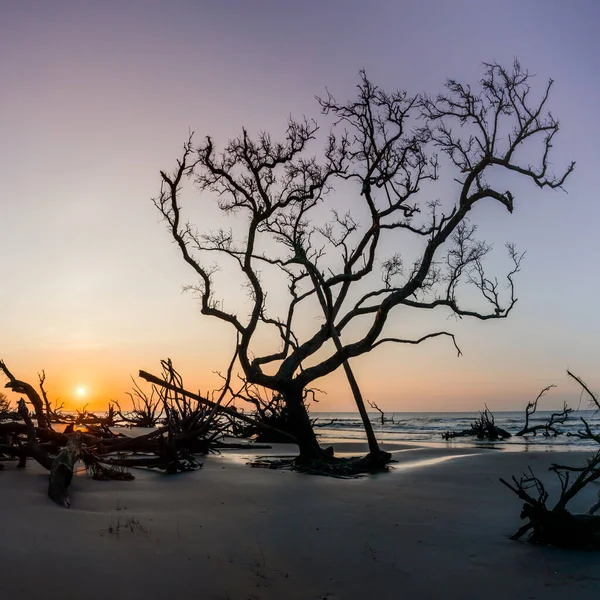 stock image sunrise landscape with sun low over the horizon on a beach with dead trees and driftwood