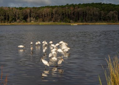 Güney Carolina 'daki Huntington Beach Eyalet Parkı' ndaki bataklıklarda bir grup leylek sürüsü.