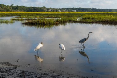 Güney Carolina 'daki Huntington Beach Eyalet Parkı' nın gelgit sularında ve bataklıklarında iki orman leyleği ve bir balıkçıl.