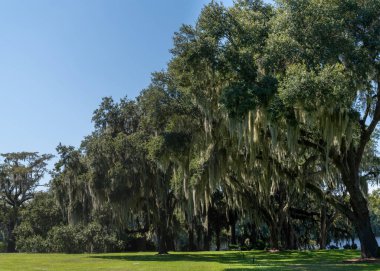 Waccamaw Nehri ve Güney Carolina 'daki Intracoastal Waterway üzerinde İspanyol yosunlarıyla kaplı canlı meşe ağaçları olan manzara.