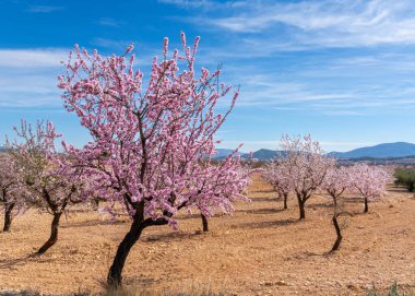 Güney İspanya 'da baharda toprak tarlasında açan pembe ve beyaz badem ağaçları.