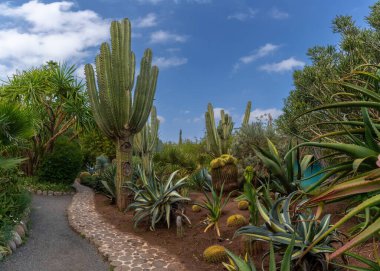 Marakeş, Fas - 24 Mart 2024: Marakeş Anima Bahçesi 'nde farklı türde kaktüsler