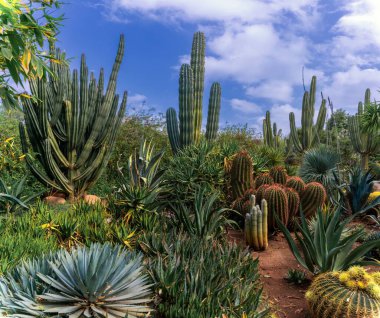 Marakeş, Fas - 24 Mart 2024: Marakeş 'teki Anima Bahçesi' nde kaktüs ve farklı çeşitler