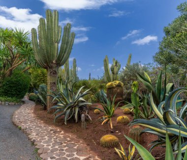 Marakeş, Fas - 24 Mart 2024: Marakeş 'teki Anima Bahçesi' nde kaktüs ve farklı çeşitler