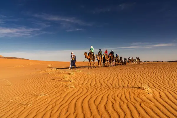 Stock image Merzouga, Morocco - 9 March, 2024: Berber guide leading a tourist group on a dromedary trek into the Sahara Desert in Morocco