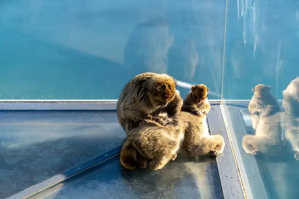 Stock image A Barbary Macaque monkey and young delousing another monkey on the Skywalk viewing platform in Gibraltar