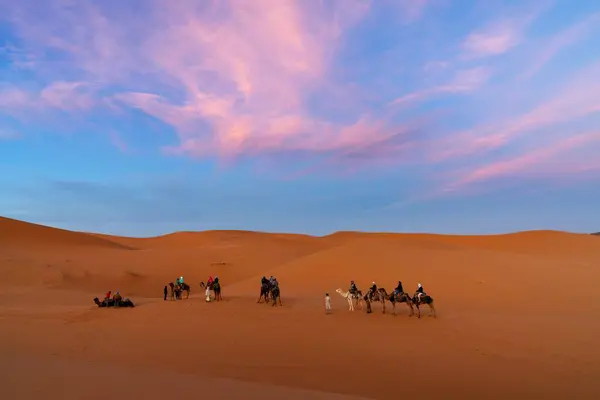 stock image Merzouga, Morocco - 9 March, 2024: Berber guide leading a tourist group on a sunset dromedary trek into the Sahara Desert in Morocco