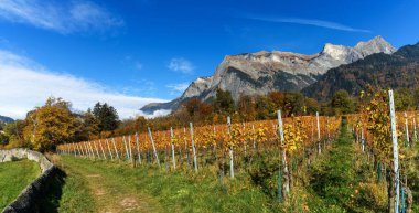 A hiking trail leading through the vineyards of Maienfeld village in autumn with tall mountains behind clipart