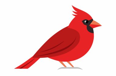 Şirin kırmızı kardinal kuş.