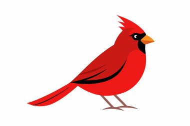 kırmızı kardinal kuş çizgi film vektör tasarımı.