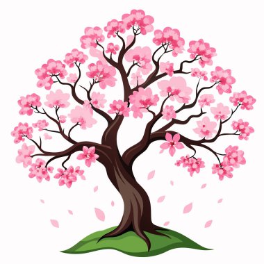 kiraz ağacı çiçeği, illüstrasyon, beyaz arkaplanda vektör