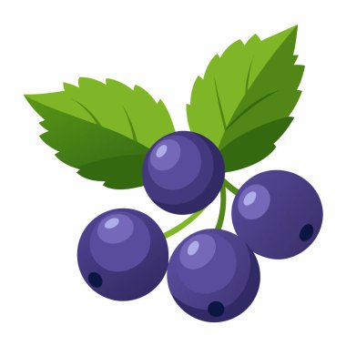 Beyaz arkaplanda izole edilmiş yaban mersini, vektör illüstrasyonu