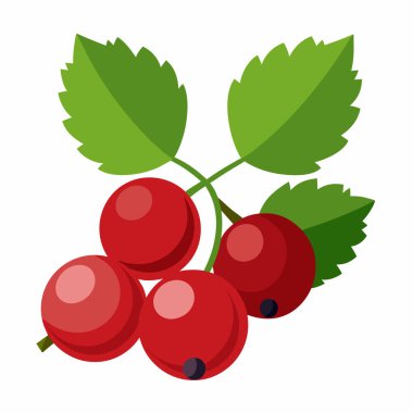 Yapraklı Frenk üzümünün vektör çizimi. beyaz arkaplanda izole