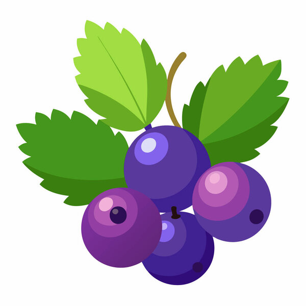 изолированный виноград на белом фоне