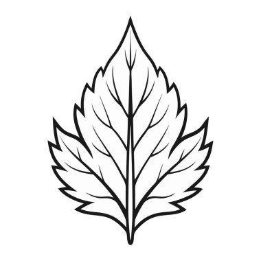 yaprak tasarımı beyaz arka plan, vektör çizim üzerinde.