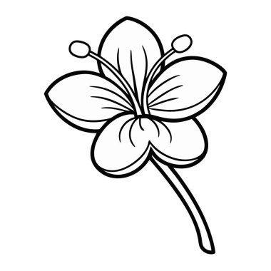 Zambak çiçeği, zambak zambağı, vektör illüstrasyonu