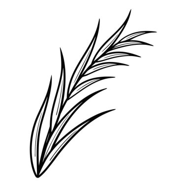 Vektör tropikal yaprak. Palmiye yaprağı Siyah beyaz işlemeli mürekkep sanatı. izole edilmiş avuç içi çizimi ögesi.