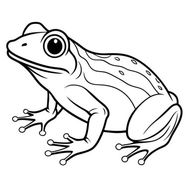 Beyaz arkaplandaki kurbağanın vektör çizimi