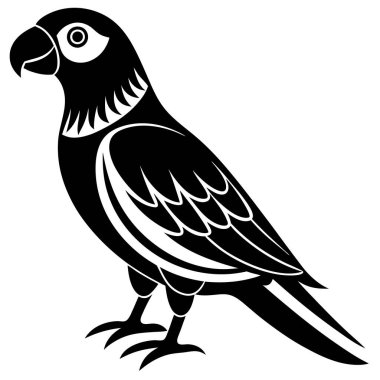 Papağan kuş vektör tasarımı