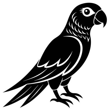 siyah papağan, vektör, illüstrasyon, beyaz arkaplanda izole