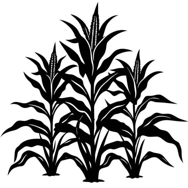 Beyaz arkaplanda mısır