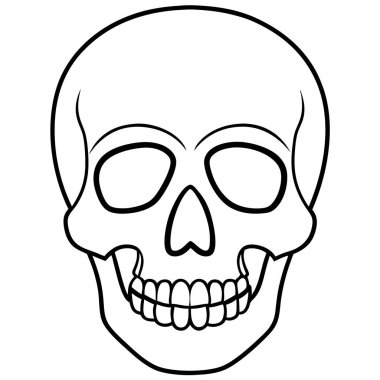 Beyaz arkaplanda insan kafatası