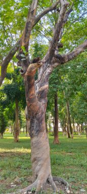 Dead and fallen tree in the Bangladesh 