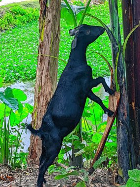 Black goat eats banana tree. clipart