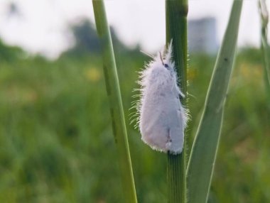 Yellow-tail moth ( Euproctis similis ) in the family Erebidae. clipart