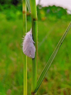 Yellow-tail moth ( Euproctis similis ) in the family Erebidae. clipart