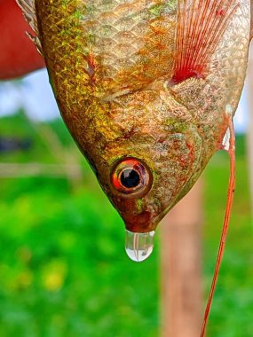 Küçük Trichogaster fasciata bantlı balık.