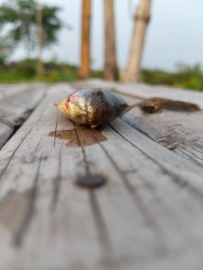 Küçük Trichogaster fasciata bantlı balık.