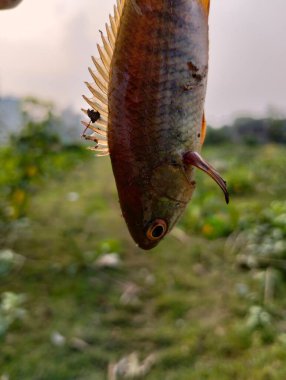 Küçük Trichogaster fasciata bantlı balık.