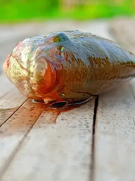 Küçük Trichogaster fasciata bantlı balık.