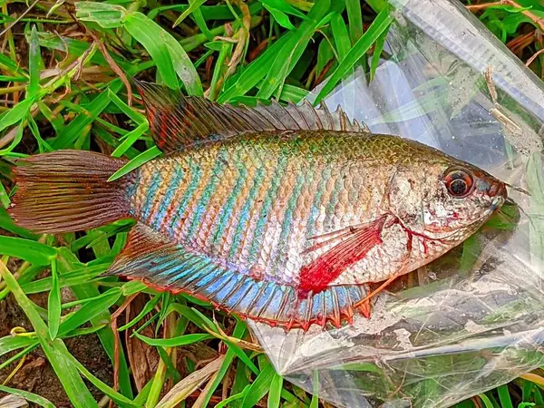 Küçük Trichogaster fasciata bantlı balık.