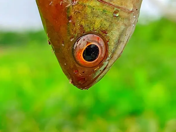 Küçük Trichogaster fasciata bantlı balık.