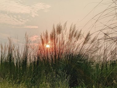 Gün batımında çimen çiçekleri.